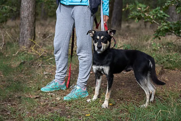 Pies do adopcji, Piła, 13 lipca 2022 (1/5)