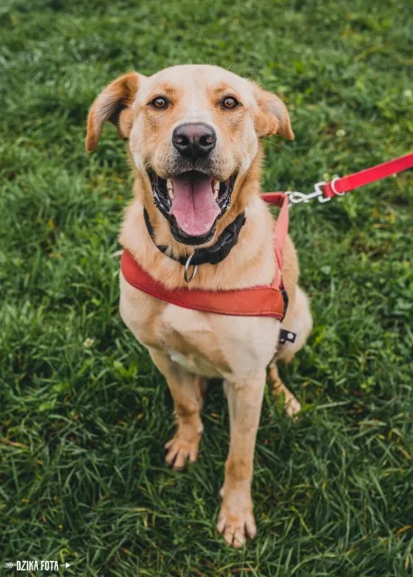 Pies do adopcji, Piła, 11 lipca 2022 (1/5)