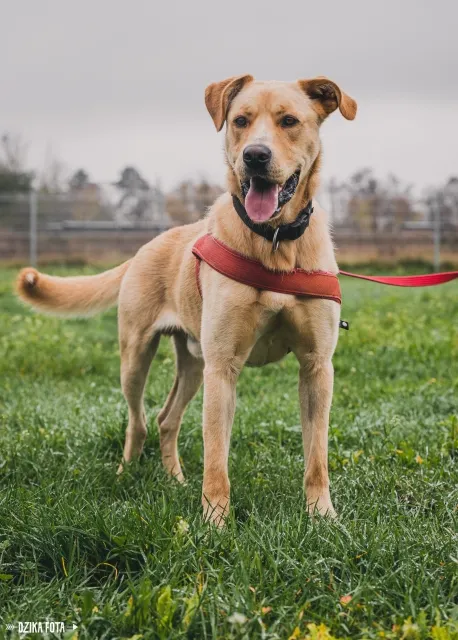 Pies do adopcji, Piła, 11 lipca 2022 (2/5)