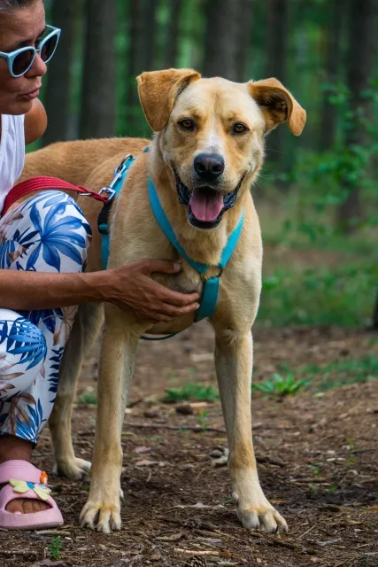 Pies do adopcji, Piła, 11 lipca 2022 (3/5)