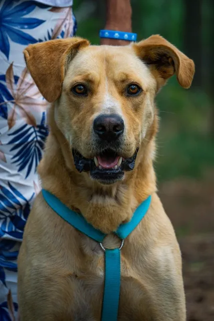 Pies do adopcji, Piła, 11 lipca 2022 (4/5)