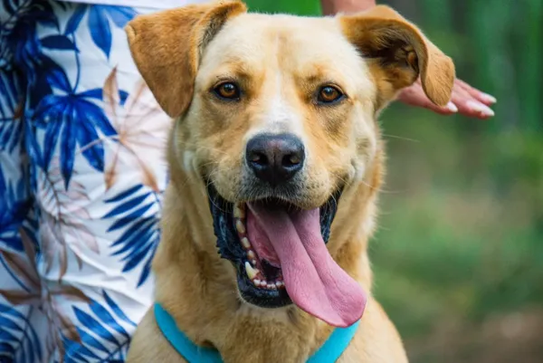 Pies do adopcji, Piła, 11 lipca 2022 (5/5)