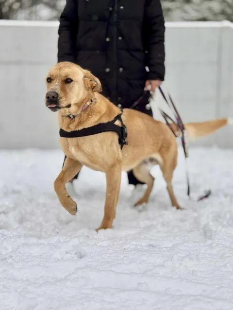 Pies do adopcji, Piła, 11 lipca 2022 (3/5)