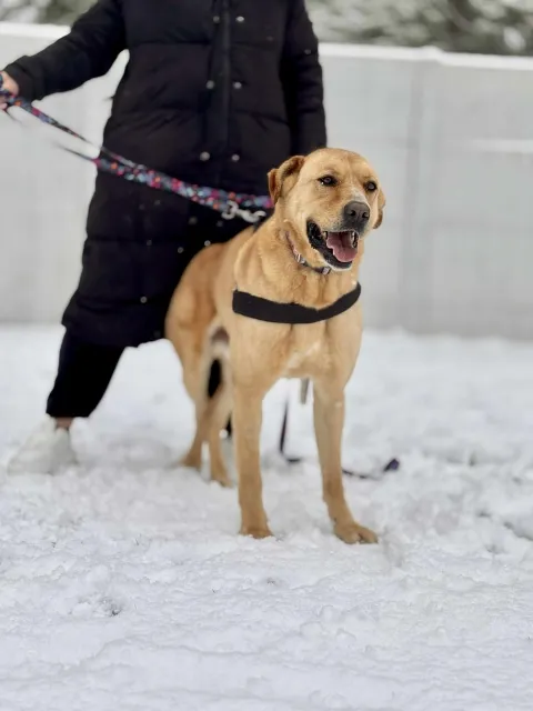 Pies do adopcji, Piła, 11 lipca 2022 (4/5)