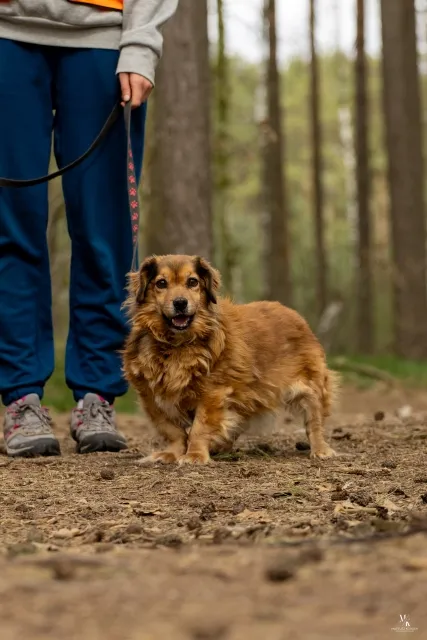 Pies do adopcji, Piła, 27 kwietnia 2022 (1/5)