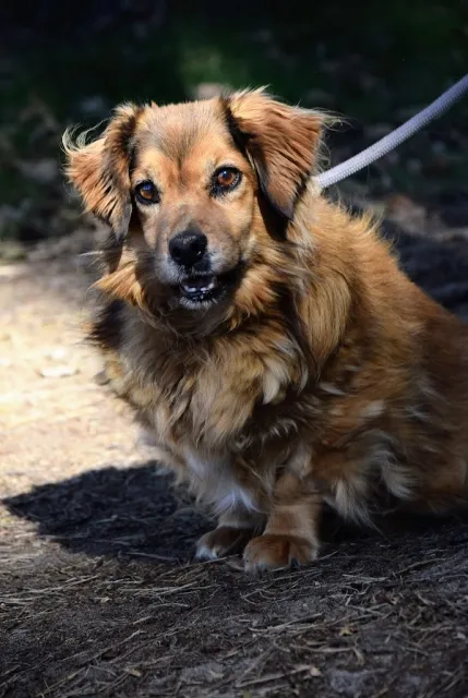 Pies do adopcji, Piła, 27 kwietnia 2022 (2/5)