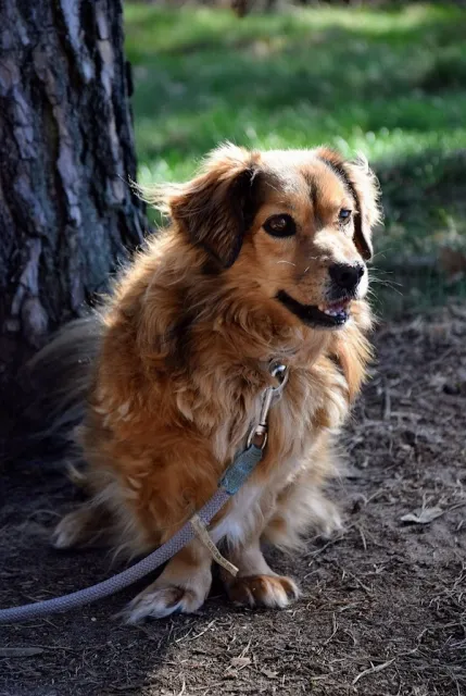 Pies do adopcji, Piła, 27 kwietnia 2022 (3/5)