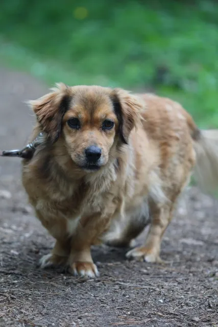 Pies do adopcji, Piła, 27 kwietnia 2022 (4/5)