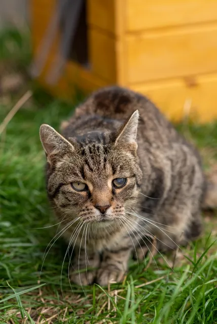 Kot do adopcji, Piła, 22 lipca 2019 (1/5)