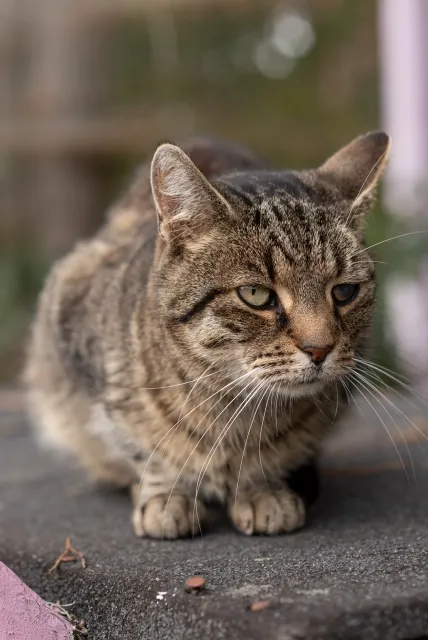 Kot do adopcji, Piła, 22 lipca 2019 (2/5)