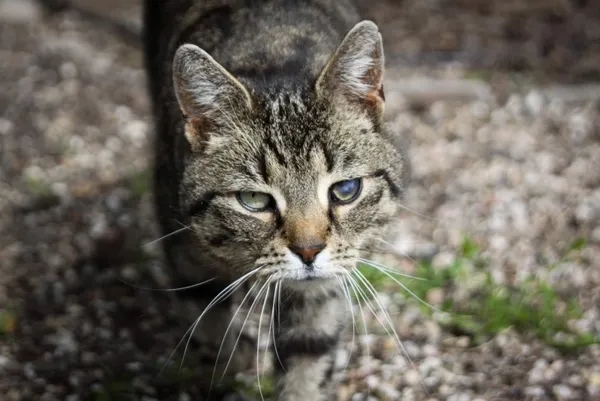 Kot do adopcji, Piła, 22 lipca 2019 (3/5)