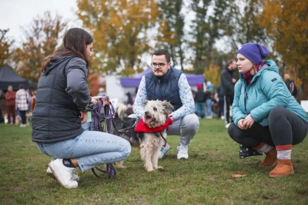 Pies do adopcji, Warszawa, 3 czerwca 2022 (4/5)