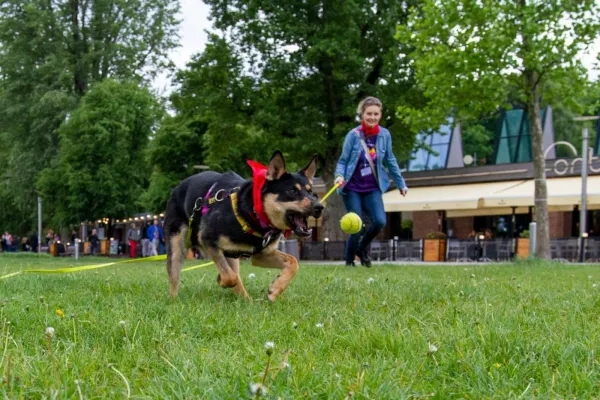 Pies do adopcji, Warszawa, 2 sierpnia 2021 (5/5)