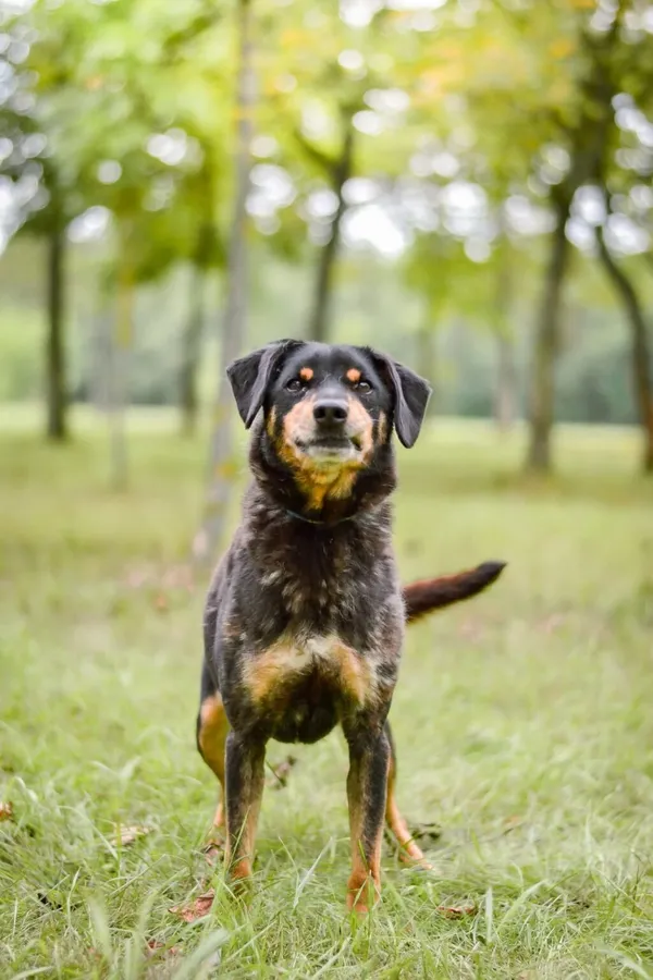 Pies do adopcji, Radom, 16 października 2025 (2/5)