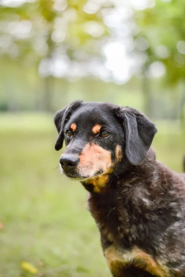 Pies do adopcji, Radom, 16 października 2025 (3/5)