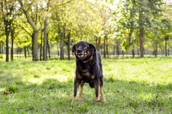 Pies do adopcji, Radom, 4 października 2024 (2/5)