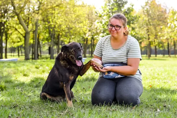 Pies do adopcji, Radom, 4 października 2024 (4/5)