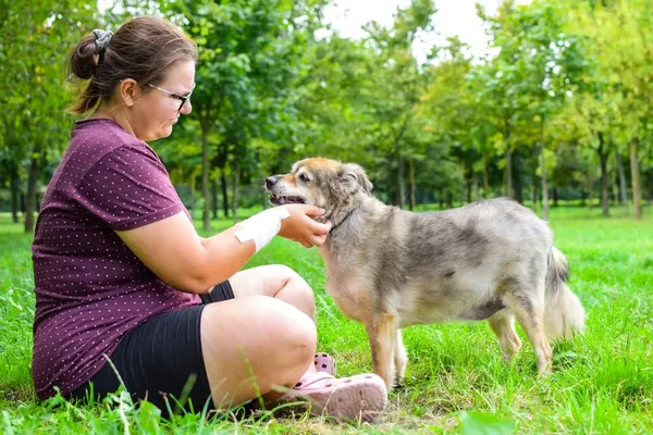 Pies do adopcji, Radom, 4 października 2024 (5/5)