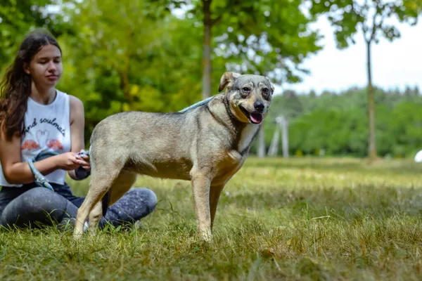 Pies do adopcji, Radom, 16 września 2023 (3/5)