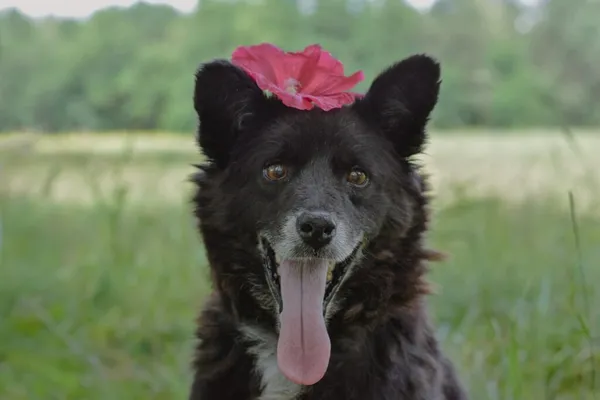 Pies do adopcji, Radom, 20 sierpnia 2025 (1/5)