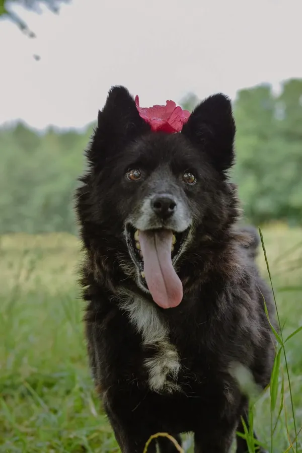 Pies do adopcji, Radom, 20 sierpnia 2025 (2/5)