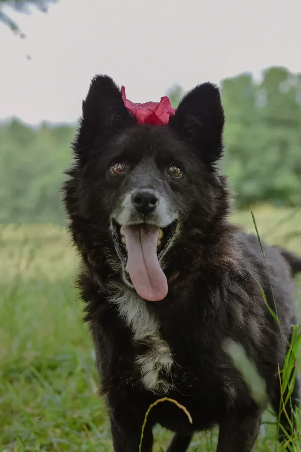 Pies do adopcji, Radom, 20 sierpnia 2025 (3/5)