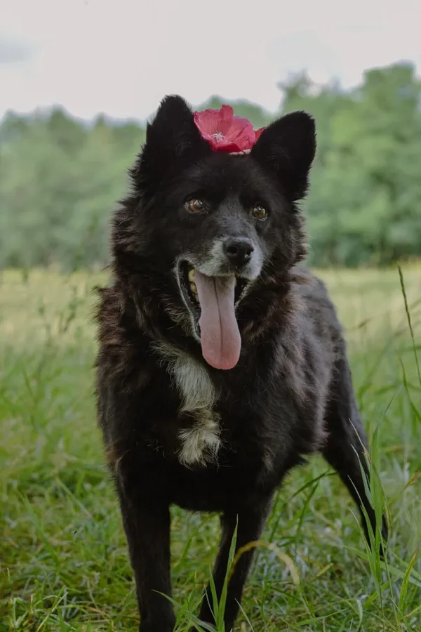 Pies do adopcji, Radom, 20 sierpnia 2025 (5/5)