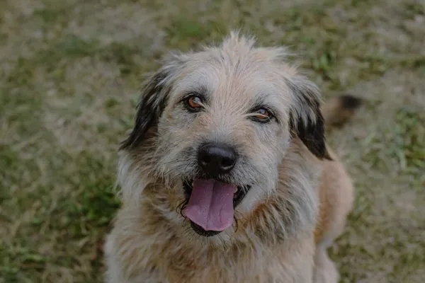 Pies do adopcji, Radom, 16 września 2025 (1/5)