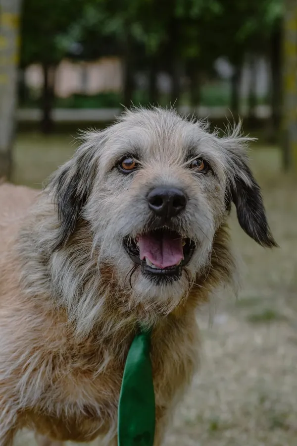 Pies do adopcji, Radom, 16 września 2025 (2/5)