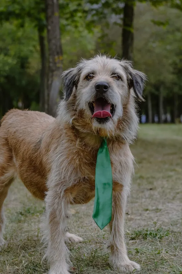 Pies do adopcji, Radom, 16 września 2025 (3/5)