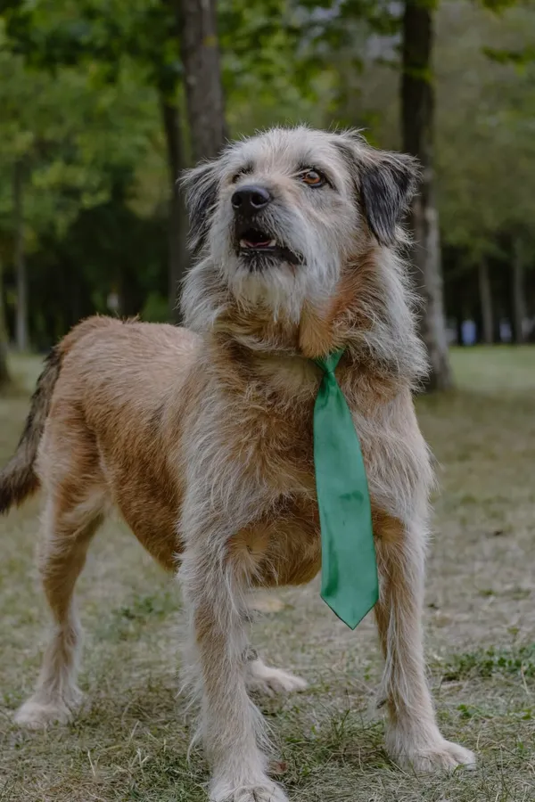 Pies do adopcji, Radom, 16 września 2025 (4/5)