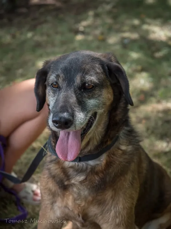 Pies do adopcji, Radom, 4 października 2025 (3/5)