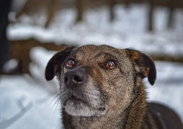 Pies do adopcji, Radom, 8 sierpnia 2025 (1/5)