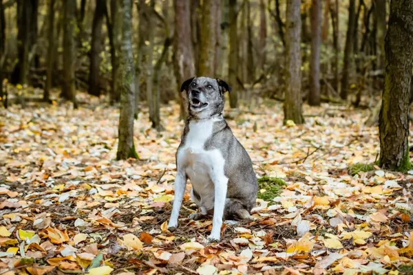 Pies do adopcji, Radom, 8 sierpnia 2025 (2/5)