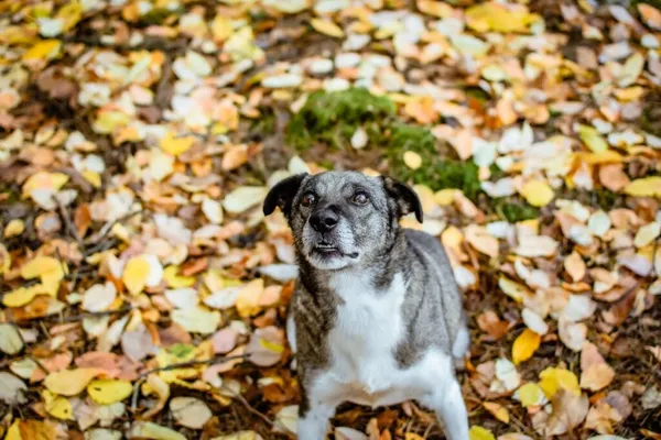 Pies do adopcji, Radom, 8 sierpnia 2025 (4/5)