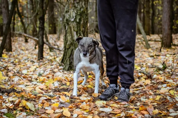 Pies do adopcji, Radom, 8 sierpnia 2025 (5/5)