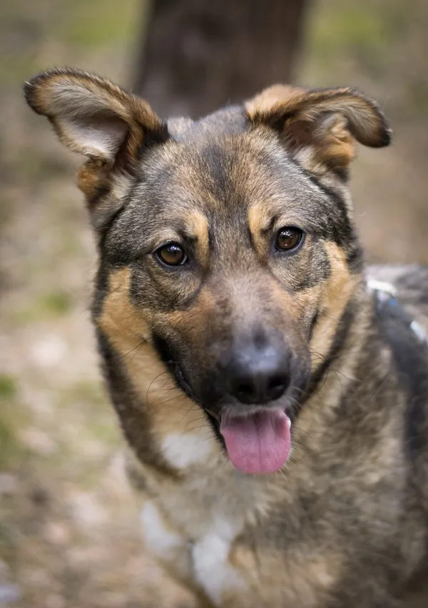 Pies do adopcji, Zielona Góra, 8 kwietnia 2021 (1/3)