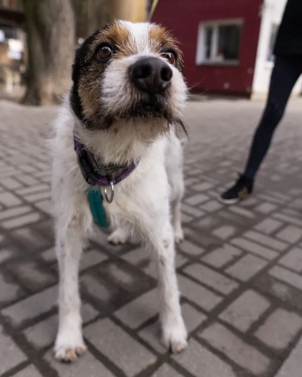 Pies do adopcji, Zielona Góra, 9 marca 2021 (1/5)