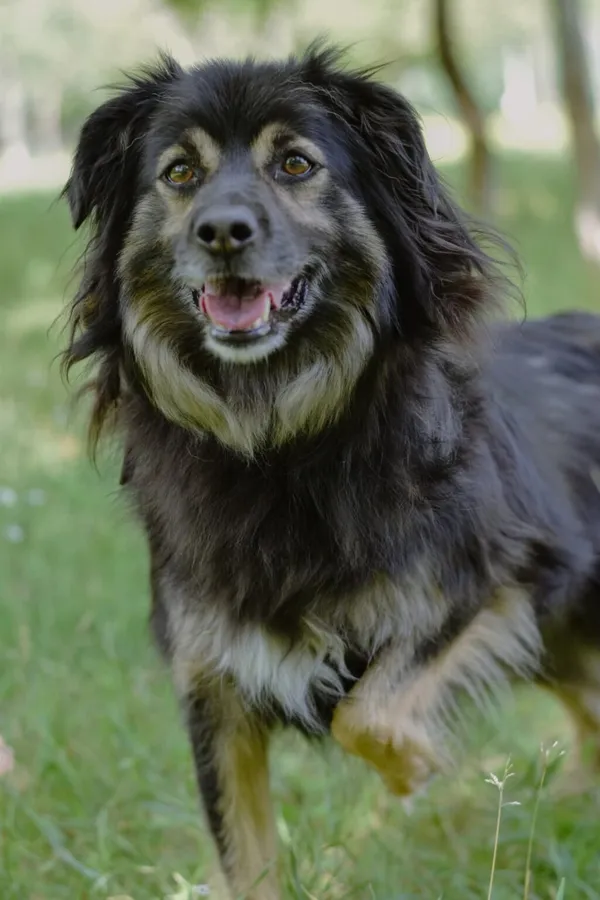 Pies do adopcji, Radom, 31 stycznia 2026 (5/5)