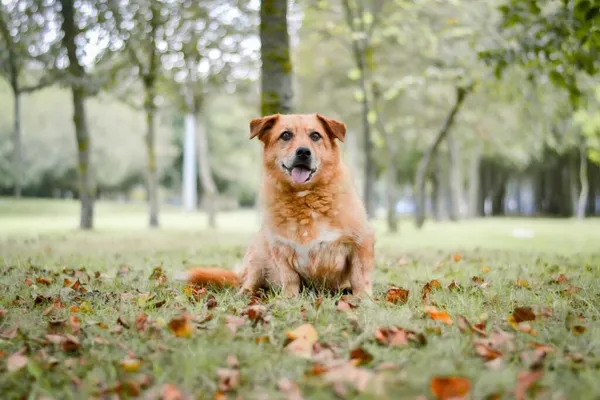 Pies do adopcji, Radom, 21 września 2025 (2/5)