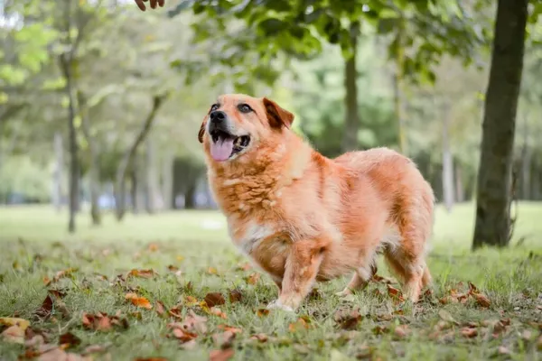 Pies do adopcji, Radom, 21 września 2025 (3/5)