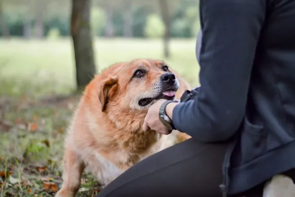 Pies do adopcji, Radom, 21 września 2025 (4/5)