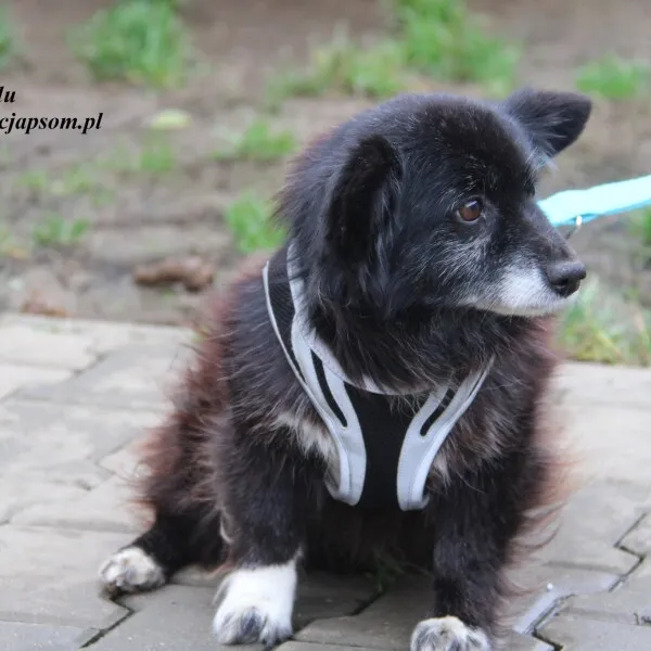 Pies do adopcji, Nowy Dwór Mazowiecki, 14 listopada 2022 (3/5)