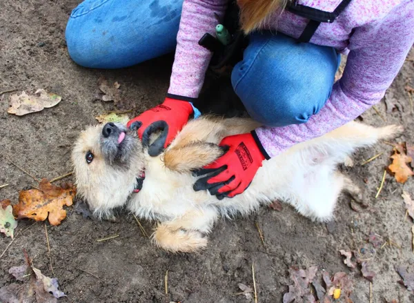 Pies do adopcji, Przyborówko, 23 stycznia 2025 (1/5)