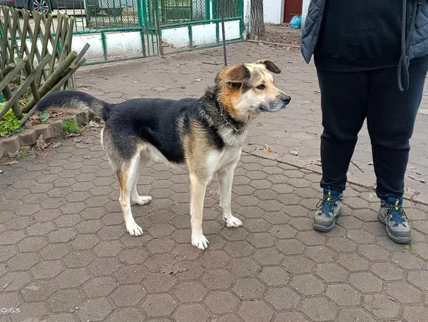 Znaleziono psa, Toruń, 10 listopada 2022