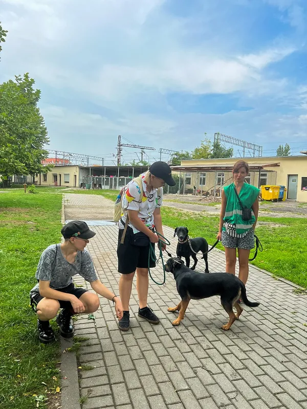 Pies do adopcji, Opole, 21 sierpnia 2022 (1/3)