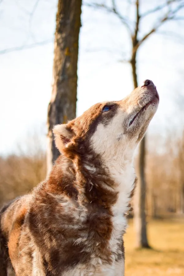 Pies do adopcji, Radom, 12 sierpnia 2025 (4/5)