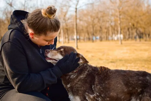 Pies do adopcji, Radom, 12 sierpnia 2025 (5/5)