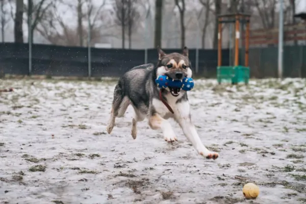 Pies do adopcji, Warszawa, 15 kwietnia 2022 (2/5)