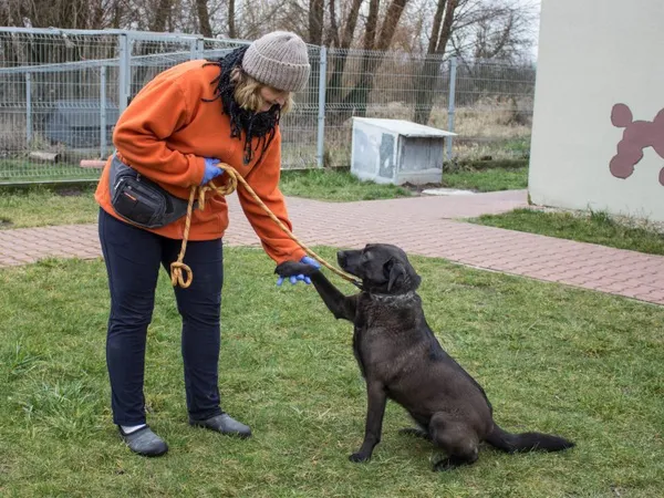 Pies do adopcji, Skałowo, 19 listopada 2016 (5/5)